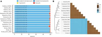 Insight into the phylogeny and metabolic divergence of <mark class="highlighted">Monascus</mark> species (M. pilosus, M. ruber, and M. purpureus) at the genome level